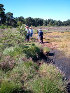 Sopley common