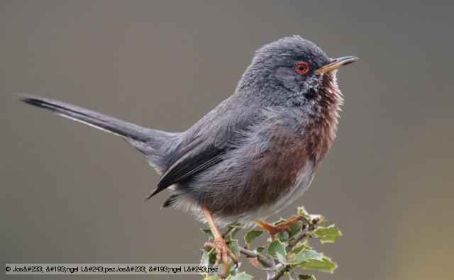 Dartford Warbler