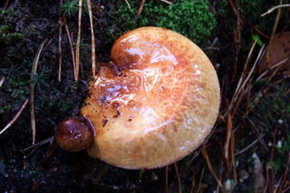 Fungus