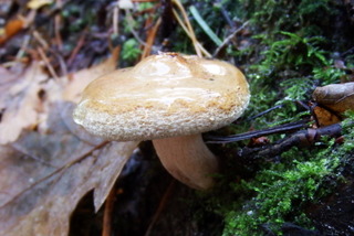 Fungus