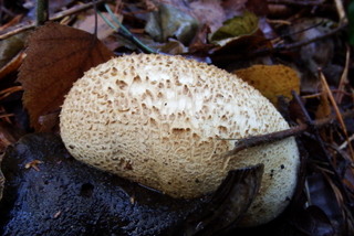 Fungus