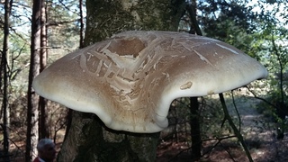 Fungus