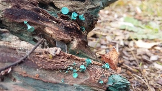 Fungus