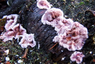 Fungus