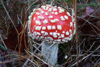 Fungus