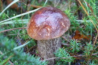 Fungus