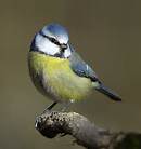 bluetit