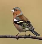 chaffinch