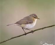 chiffchaff