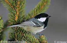 coaltit