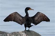 cormorant