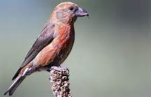 crossbill