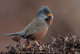 dartford_warbler