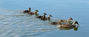 ducklings