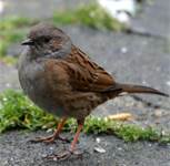 dunnock