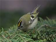 goldcrest