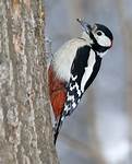 great spotted woodpecker