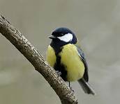 great tit