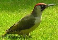 green woodpecker