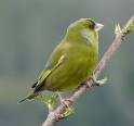 greenfinch