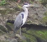 grey heron