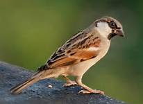 housesparrow