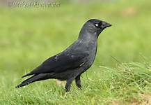 jackdaw