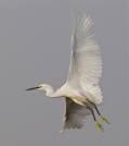 little egret