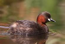 little grebe