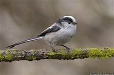 longtailedtit