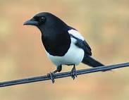 magpie