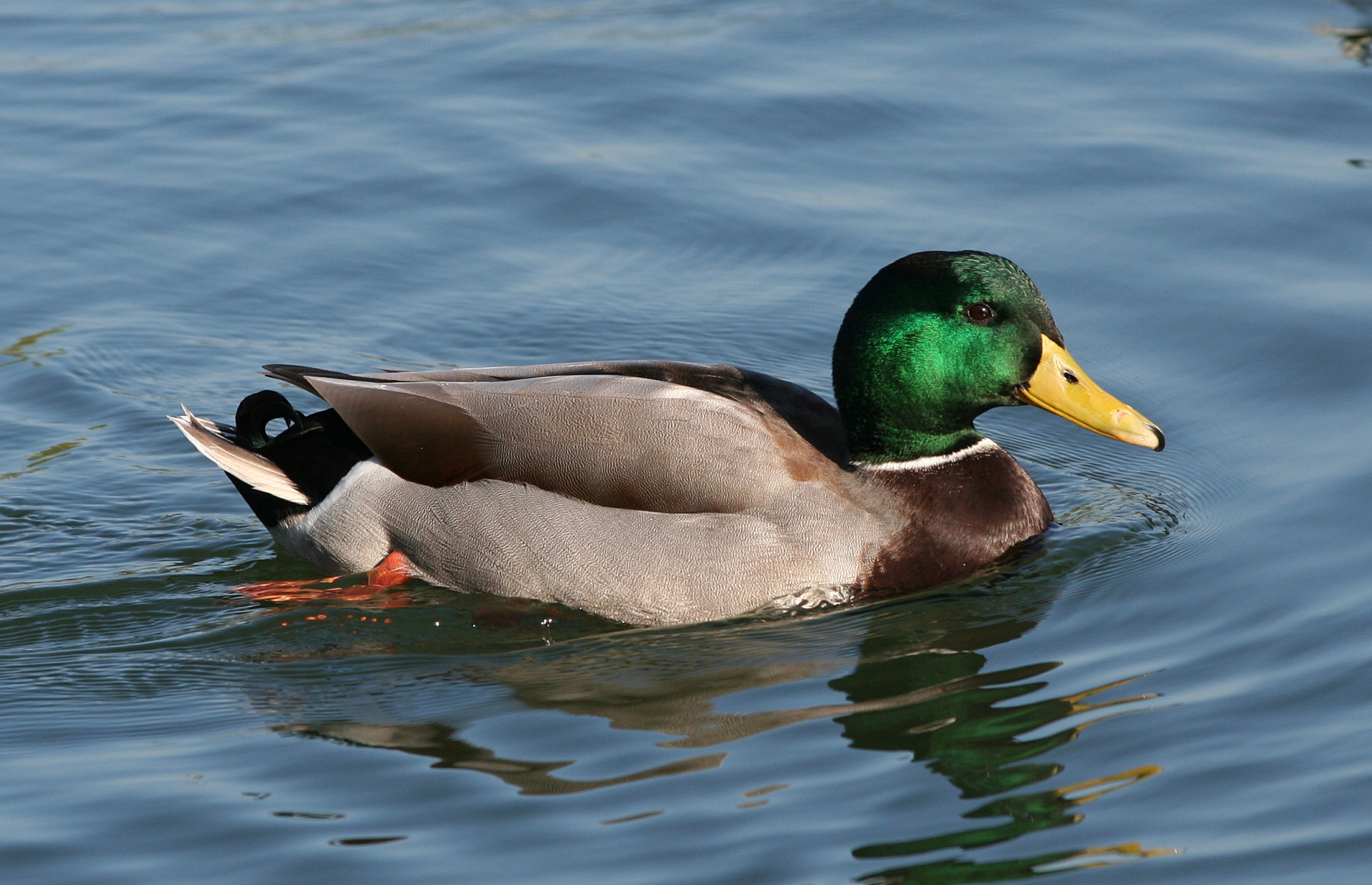 mallard