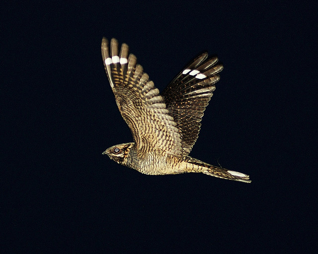 Nightjar