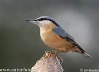 nuthatch