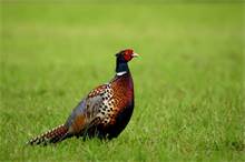 pheasant