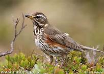 redwing