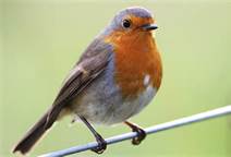 robin