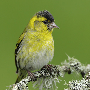 siskin