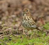 song thrush