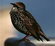 starling