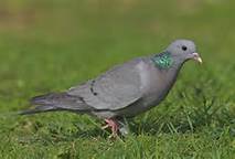 stock dove