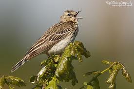 tree pipit