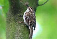 treecreeper