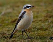 wheatear