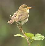 willow warbler