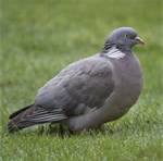 wood pigeon