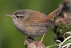 wren